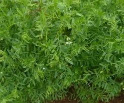 Naturaplaza Linzen Groen Laird Biologisch Sale
