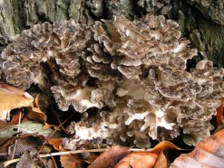 Naturaplaza Maitake Paddenstoel Poeder Biologisch Hot