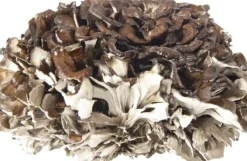Naturaplaza Maitake Paddenstoel Poeder Biologisch Hot
