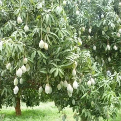 Naturaplaza Mango Granulaat 0-5 mm Biologisch Discount