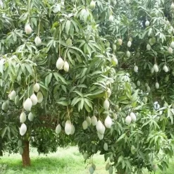 Naturaplaza Mango Slices Gedroogd Biologisch Clearance