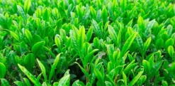 Naturaplaza Matcha Latte Mix Biologisch New