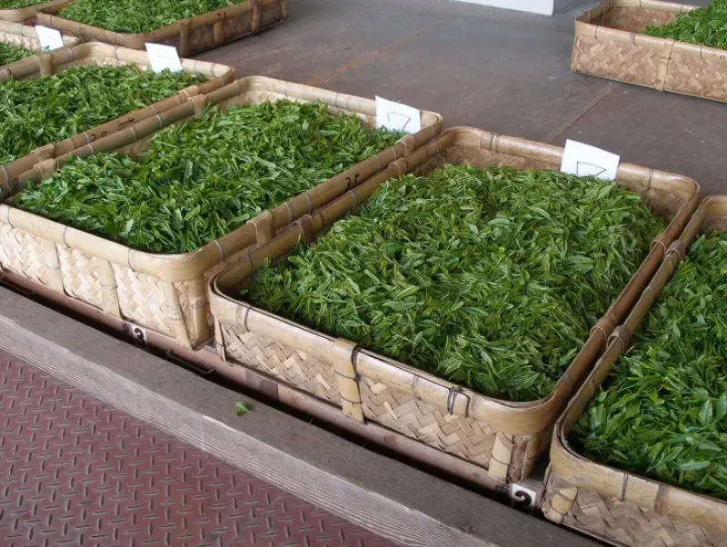 Naturaplaza Matcha Poeder Biologisch Hot