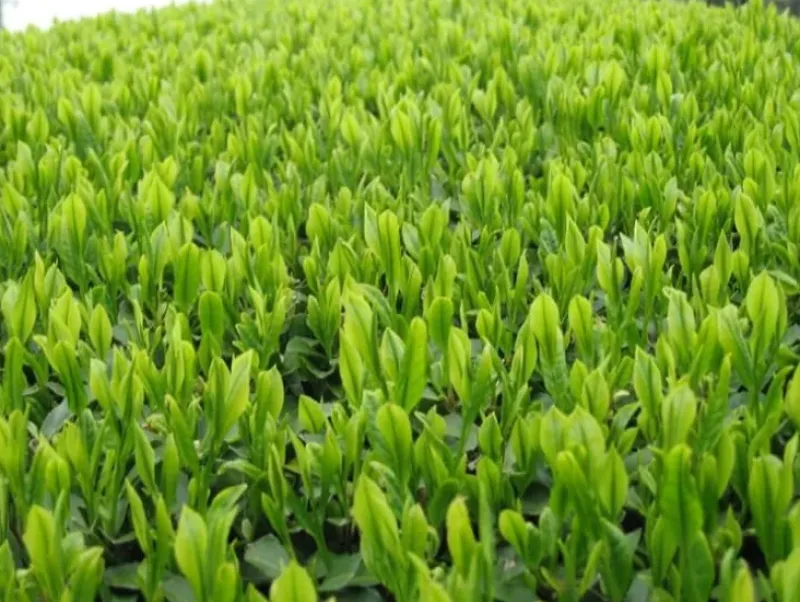 Naturaplaza Matcha Poeder Biologisch Hot