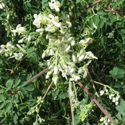 Naturaplaza Moringa Poeder Biologisch Discount