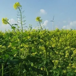Naturaplaza Mosterdzaad Heel Bruin Sarepta Brassica Juncea Biologisch Discount