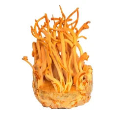 Naturaplaza Nutrikraft - Cordyceps Paddenstoel Capsules Biologisch Hot