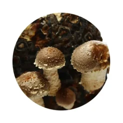 Naturaplaza Nutrikraft - Shiitake Capsules Biologisch Discount