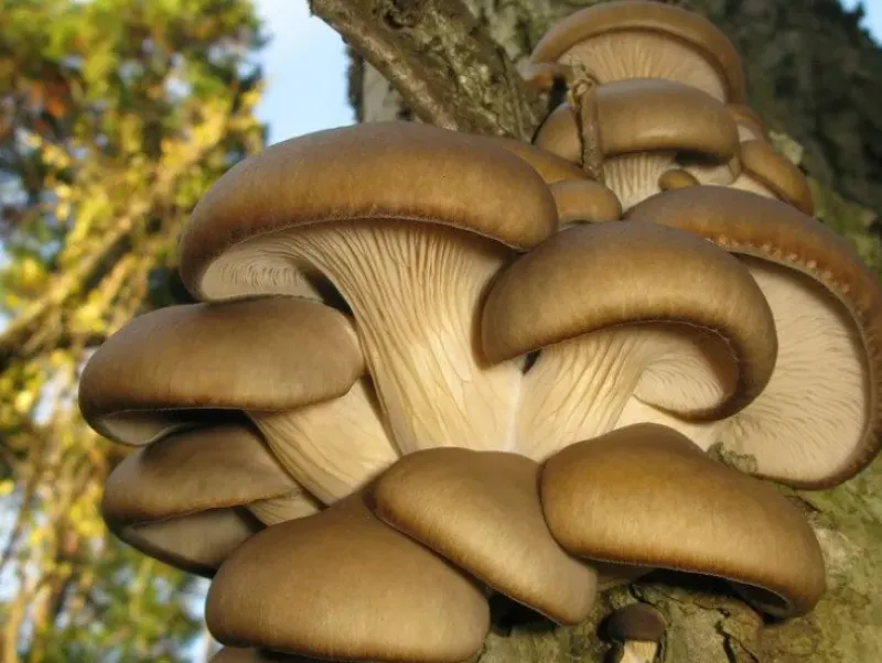 Naturaplaza Oesterzwam Poeder Pleurotus ostreatus Biologisch Discount