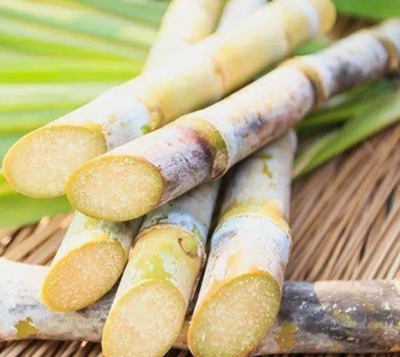 Naturaplaza Panela Suiker Biologisch Outlet