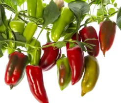 Naturaplaza Paprika Poeder Gerookt Biologisch Fashion