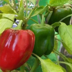 Naturaplaza Paprika Vlokken Groen 9 mm BIO Best