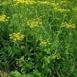 Naturaplaza Pastinaak Granulaat 1-3 mm Biologisch New