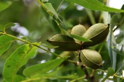 Naturaplaza Pecannoten Biologisch Outlet