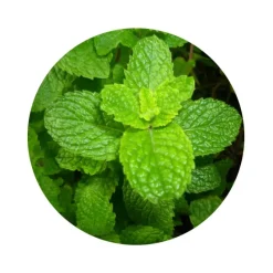 Naturaplaza Pepermuntblad Fijn Gesneden Biologisch Fashion