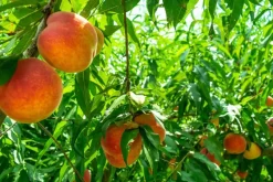 Naturaplaza Perzik Poeder Gevriesdroogd Biologisch Outlet