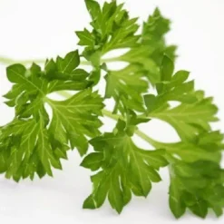Naturaplaza Peterselie Gesneden kiemarm Biologisch Fashion