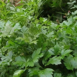 Naturaplaza Peterselie Gesneden kiemarm Biologisch Fashion