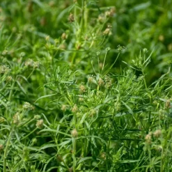 Naturaplaza Psyllium Husks Poeder Biologisch Sale