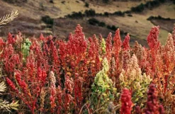 Naturaplaza Quinoa Rood Heel Biologisch Outlet