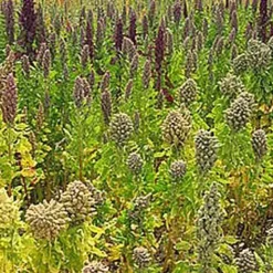 Naturaplaza Quinoa Vlokken Biologisch Clearance