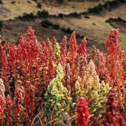 Naturaplaza Quinoa Wit Heel Biologisch New