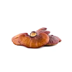 Naturaplaza Reishi Extract 30% Biologisch Online