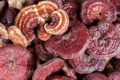 Naturaplaza Reishi Granulaat 5x5 mm Biologisch Discount
