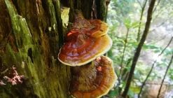 Naturaplaza Reishi Granulaat 5x5 mm Biologisch Discount