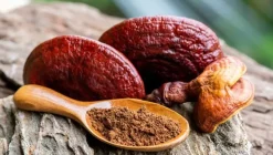Naturaplaza Reishi Paddenstoel Poeder Biologisch Discount