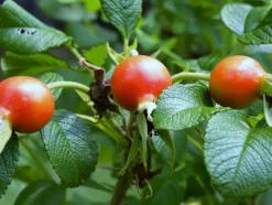 Naturaplaza Rozenbottel poeder Biologisch Online