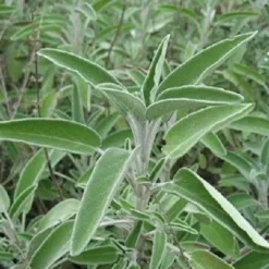 Naturaplaza Salieblad Gesneden Biologisch Sale
