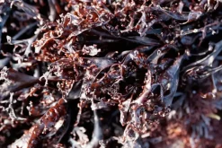 Naturaplaza Sea Moss Poeder Biologisch Best