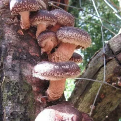 Naturaplaza Shiitake Granulaat 1-3 mm Biologisch Best