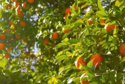 Naturaplaza Sinaasappelschillen gemalen Biologisch Fashion