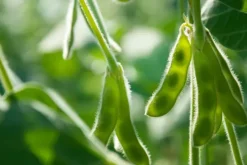 Naturaplaza Sojabonen Ongepeld Biologisch Discount