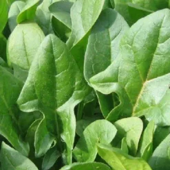 Naturaplaza Spinazie Poeder Biologisch Sale