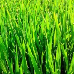 Naturaplaza Tarwegras Poeder EU Biologisch Fashion