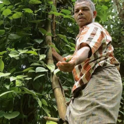 Naturaplaza Tellicherry Peper TGEB India Biologisch Outlet