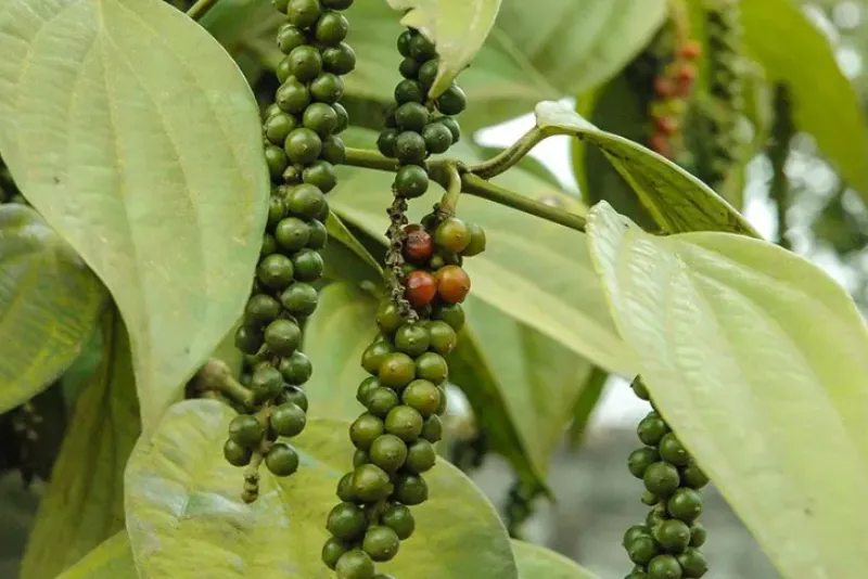 Naturaplaza Tellicherry Peper TGEB India Biologisch Outlet