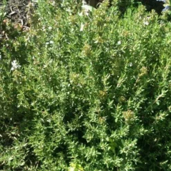 Naturaplaza Thijm Poeder OE kiemarm Biologisch Discount