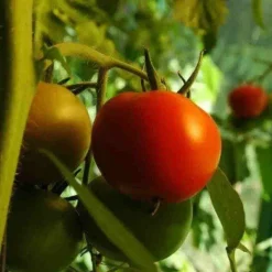 Naturaplaza Tomaten Stukjes10 mm Biologisch New