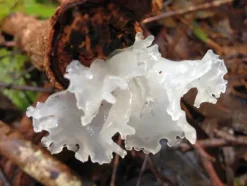 Naturaplaza Trilzwam Poeder Tremella fuciformis Biologisch Hot