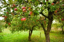 Naturaplaza Troebel Appelazijn Biologisch 500 ml Best