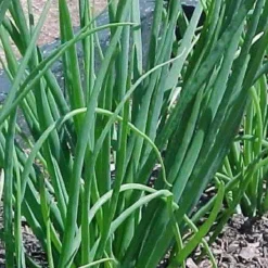 Naturaplaza Uien Gesneden 3-6 mm Biologisch Online