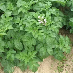 Naturaplaza Wortel Granulaat 0.1-0.8 mm Biologisch New