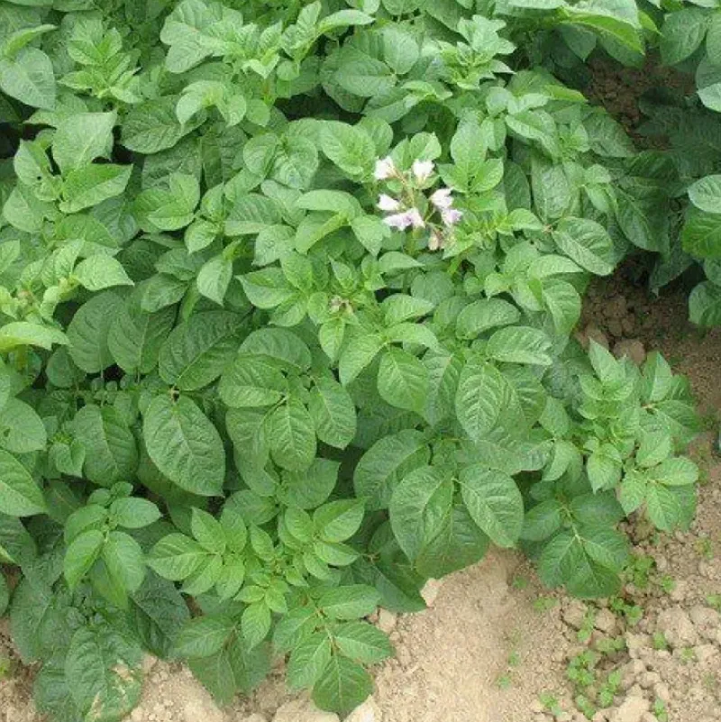 Naturaplaza Wortel poeder Biologisch Outlet
