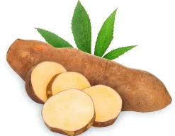 Naturaplaza Yacon Siroop Biologisch Best
