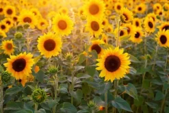 Naturaplaza Zonnebloem Pitten Heel Biologisch Outlet