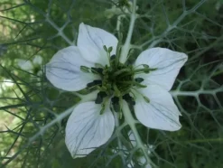 Naturaplaza Zwarte komijn Nigella Poeder Biologisch Online